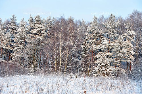 Vinterlandskab, vinterskov