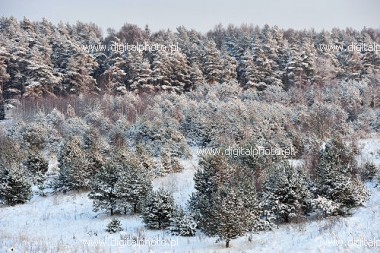 Floresta, inverno - floresta, coberta de neve