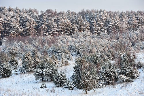 Snelandskab, sne landskab, sneklædt skov