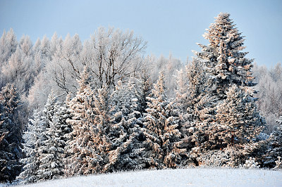 Cartões de Natal - Árvore de Natal, neve