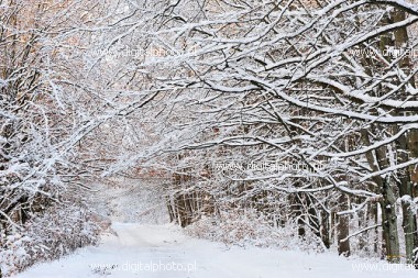 Vinter, Vinterbilder - vakker vinterdag