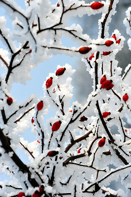 Winterblumen, erstaunliche Winterfotos