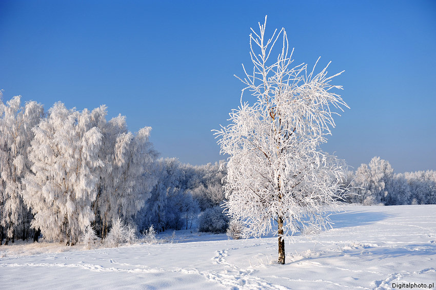 Largo invierno, escenas invernales