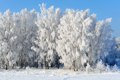 Scènes d'hiver - beau paysage d'hiver