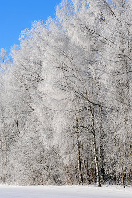 Billeder af vinterscene