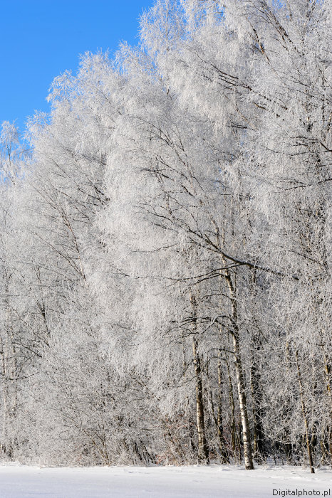 Drzewa zimą, ostatnia zima