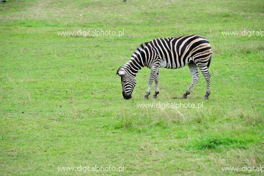 Zebra bild, djurfoto