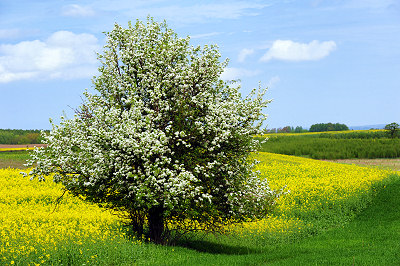 Vårlandskap bilder, träd blommar på våren