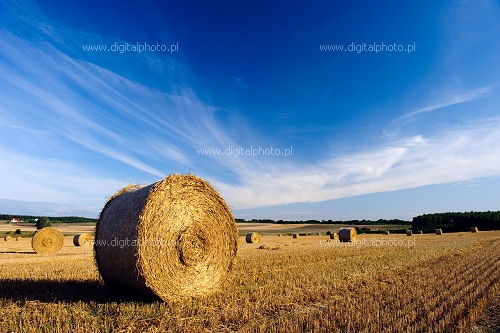 Harvest landscape, hay bales on the fields
