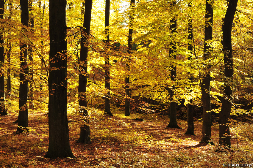 Los colores del otoño, otoño en la naturaleza