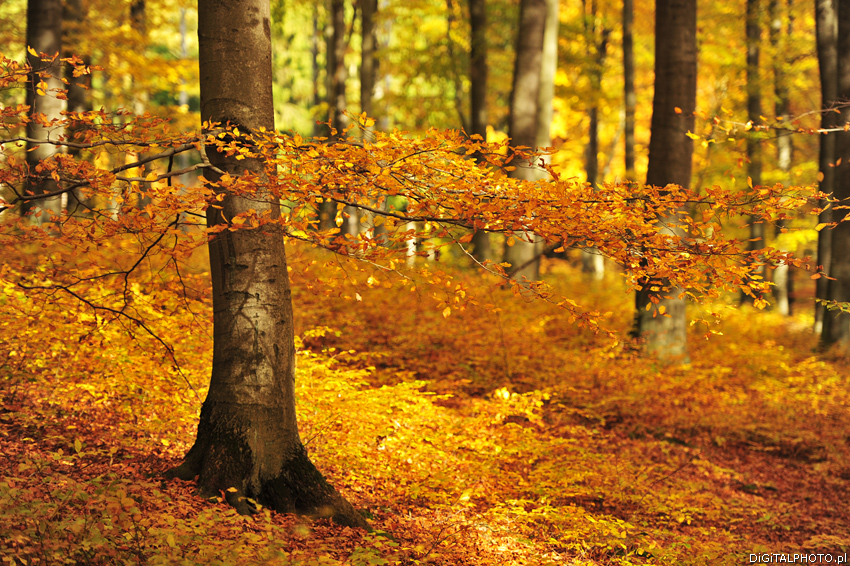 Hösten, naturfotografier