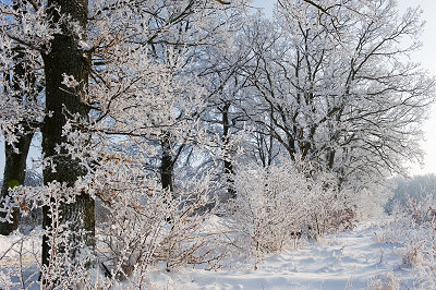 Vinter bildergalerie