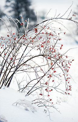 De Winter foto's van de natuur