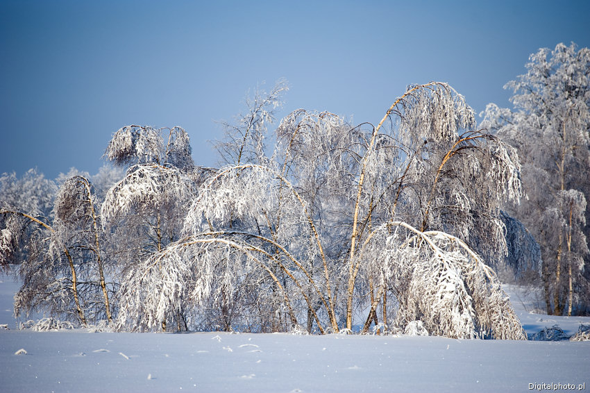Winter trees, nature photography, Birch