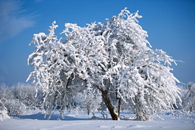 Winter photo gallery, winter sceneries