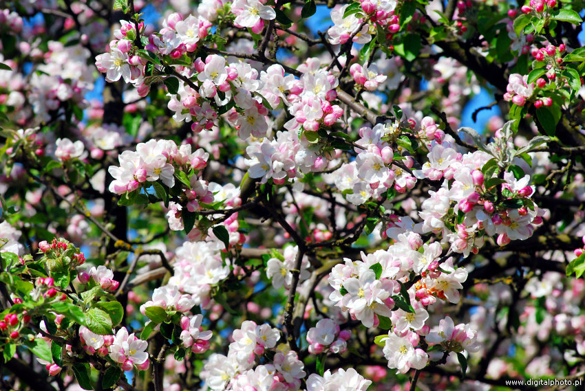 Imagens - árvore da primavera