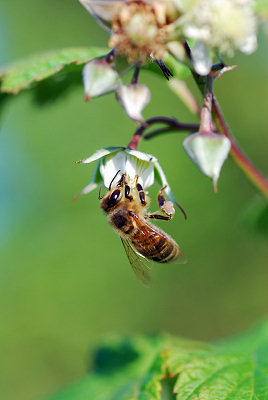 Bie og blomster, makrofotografi