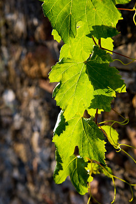 Winorośl, zdjęcia winorośli, liście