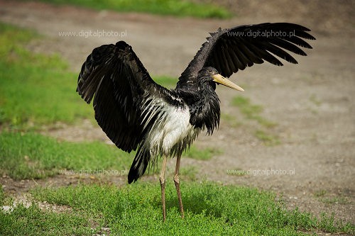 Sort stork, billeder sort stork