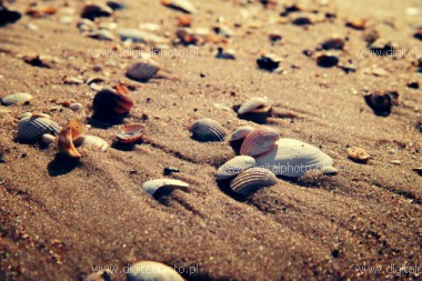 Coquillages sur la plage, image de fond