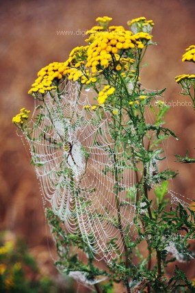 Araña tigre (Argiope bruennichi), arañas, naturaleza