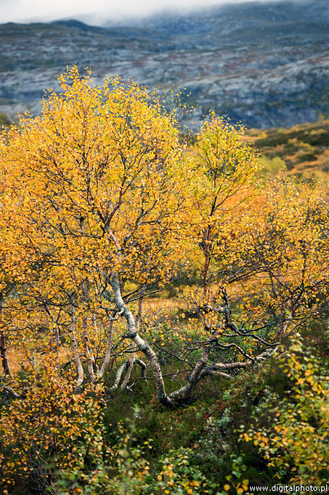 Norwegia zdjęcia natury