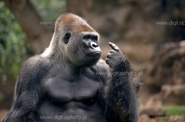 Gorilla (Gorilla), images de gorilles 