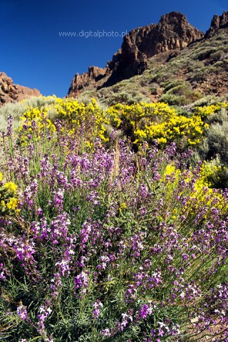 Park Narodowy Teide, Teneryfa galeria fotografii