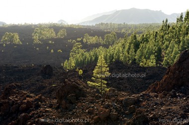 Bildegalleri Tenerife, lava