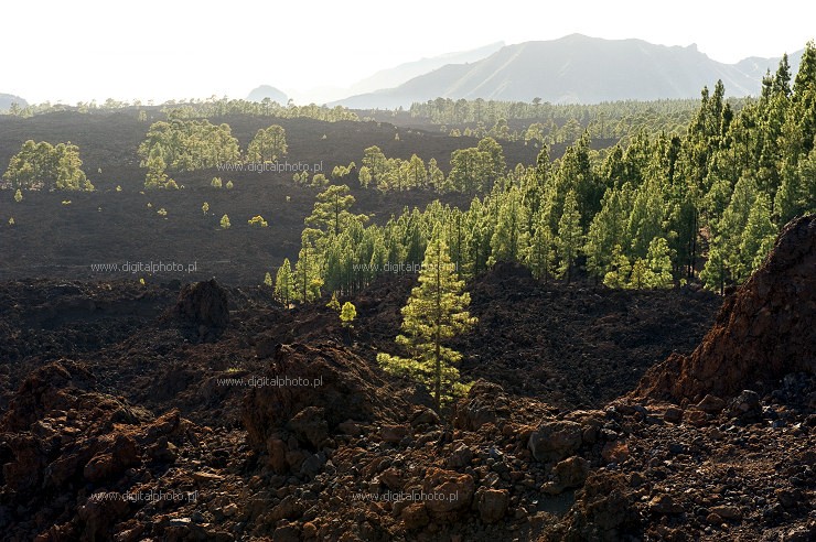 Photo gallery Tenerife, lava