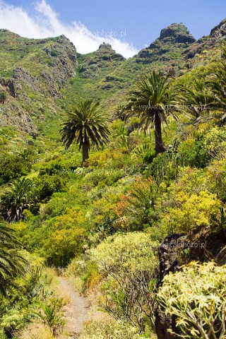 Fotografi Tenerife landskap