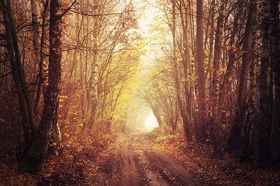 Fairy landscapes, road in the forest