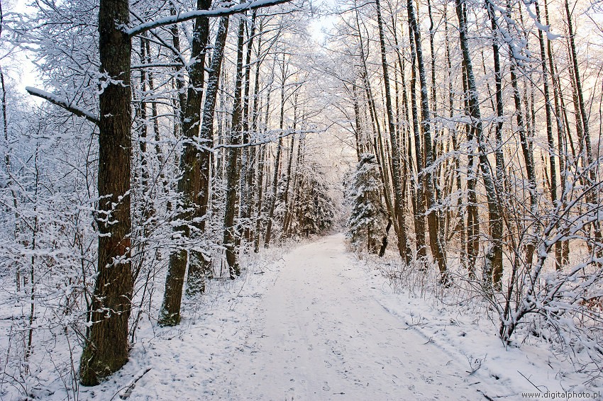 Vinter skov