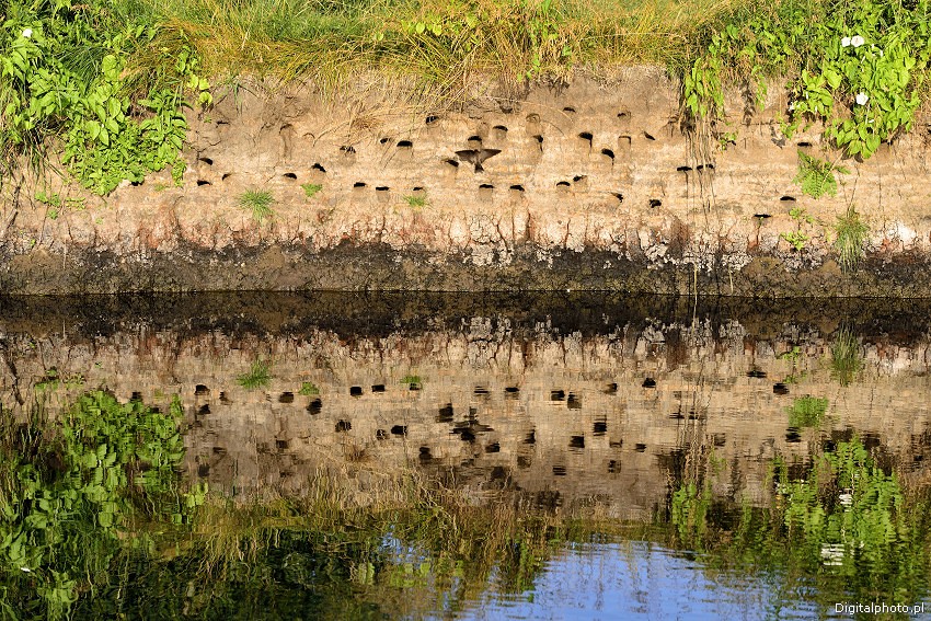 Birds at Biebrza river, Poland