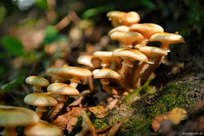 Honey fungus (Armillaria mellea) - edible mushroom