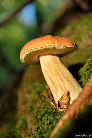 Cogumelos comestíveis - Boletus edulis