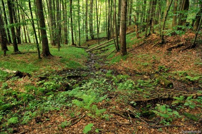 Naturalny las, Chryszczata