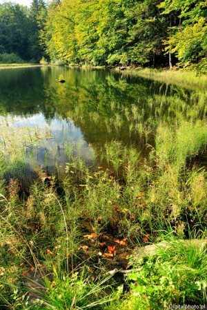 Lake and forest - nature reserve