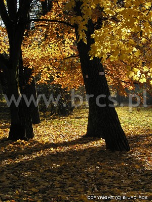 Kolory jesieni, jesień w parku