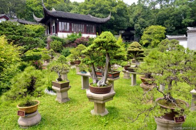 Bonsai träd, kinesisk trädgård