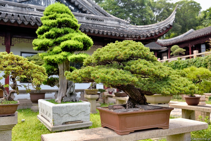 Chinese garden, bonsai trees