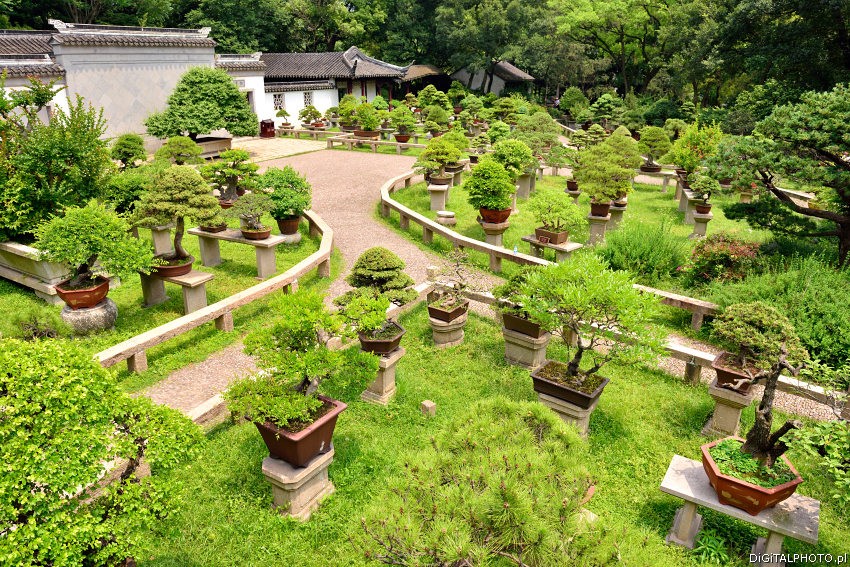Bonsai in garden