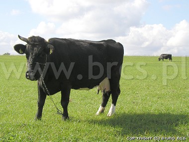 Zdjęcia krów, Krowa