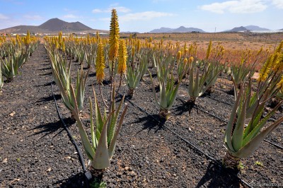 Plantação Aloe (Aloe Vera), Tiscamanita