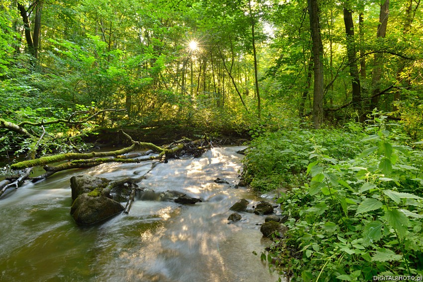 Rivière et forêt