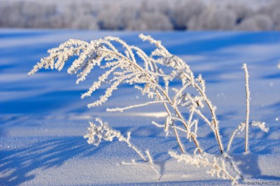 Inverno, la neve, le piante