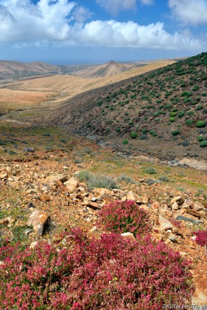 Fotografie natury Fuerteventura