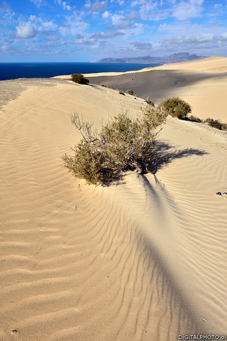 Zdjęcia natury, Fuerteventura