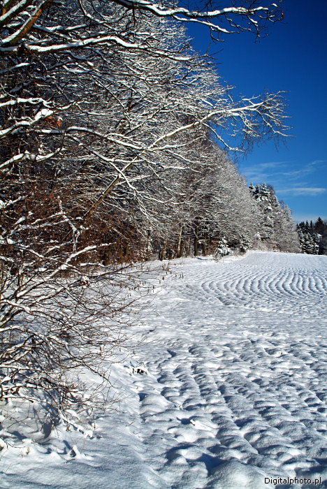 Vinter fotografi