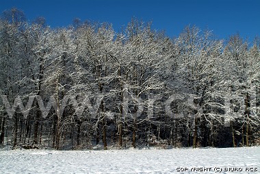 Las zimą - śnieg na drzewach